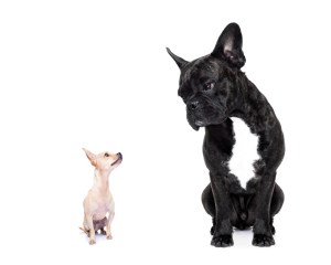 Big dog little dog a